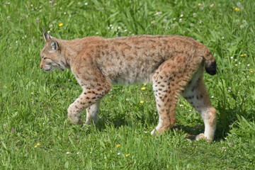 Eurasian lynx walking in the grass. 