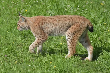 Foto op Plexiglas Eurasian lynx walking in the grass.  © José Lodos Benavente