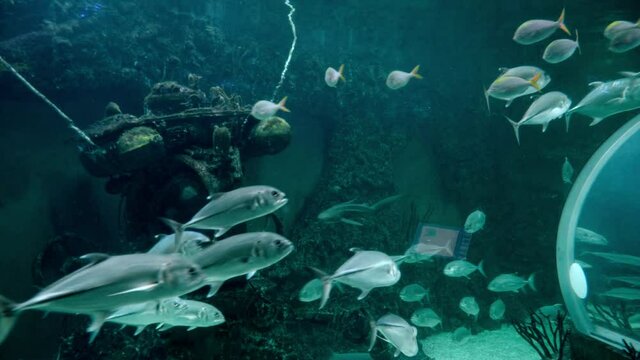 Flock of caranx fishes swimming on bottom of large aquarium in oceanarium. 