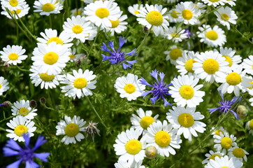 Daisy and knapweed on the field. Colorful background