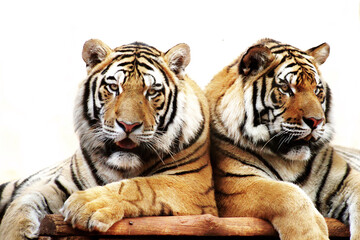 Two big Tigers