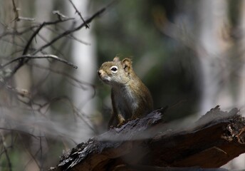 Red Squirrel (Tamiaciurus hudsonicus) at Quartz Lake, Alaska