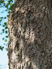 Baum & Borke