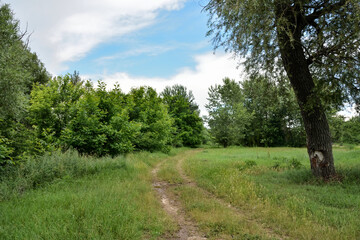 Fototapeta na wymiar The rural road through a meadow and forest on a summer sunny day in nature