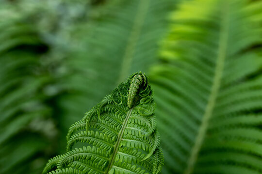 Garden fern. Green natural backdrop from green fresh leaves of fern plant growing in a park or garden. Close-up of an ornamental garden perennial plant. Copy space