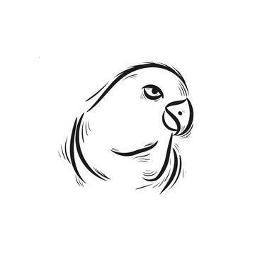 recommend clip art: lovebird vector illustration. Line art.