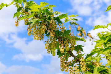 Blooming currant. Bright green young foliage of berry bushes.