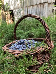 basket on the grass