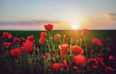 Fototapeta na wymiar Red poppy flowers