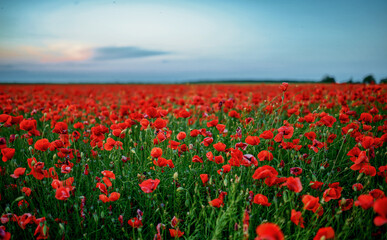 Obraz premium Red poppy flowers