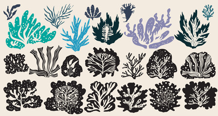Seaweeds and corals 8