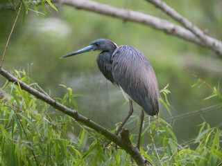 Tricolored heron watching the pond.
