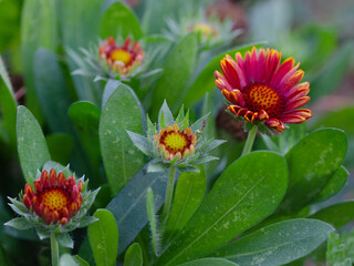 Blanket flower growing in the garden.