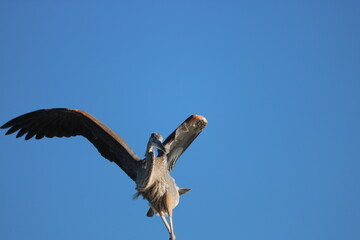 vulture in flight