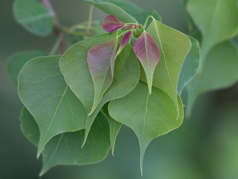 Chinese tallow tree.