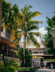 Fototapeta na wymiar palm tree in the city coconut grove florida 