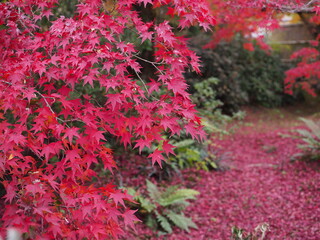 紅葉の映える境内