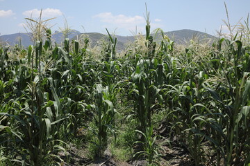 トウモロコシ畑