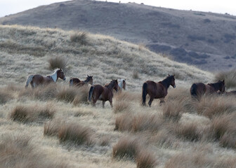 Fototapeta na wymiar Kaimanawa Wild Horses standing in the grass