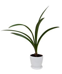 flower with green long leaves in white pot, isolated