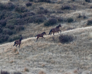 Kaimanawa Wild Horses running up a ridge 