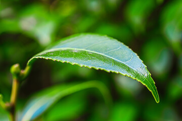 マクロ撮影したヤブツバキの葉