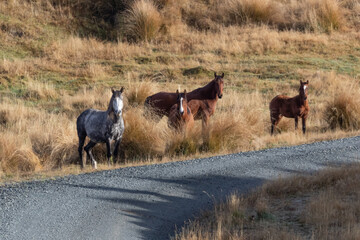 Kaimanawa Wild Horses standing in the grass