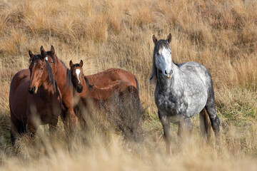 Kaimanawa Wild Horses grey stallion with his band 