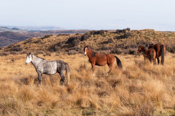 Kaimanawa Wild Horses standing in the tussock