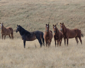 Kaimanawa Wild Horses standing in the grass