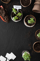 Homegrown peppermint plants in biodegradable peat pots and cuttings in a glass jar for propagation, with a shovel, potting soil and plant labels as gardening tools, on a black surface with copy space