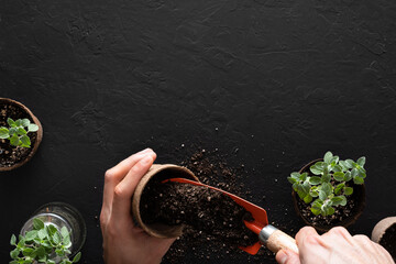 Filling a biodegradable peat pot with potting soil for aromatic plants propagation and transplant such as oregano for homegrown, on a textured black surface with copy space