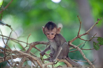 可愛いサル