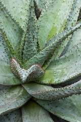 Cactus Closeup Spikes