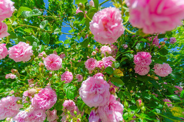 Pink rose at the garden