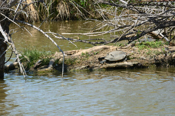 Large red eared slider turtle with shell damage from plate lifting up sunbathing on small lake island