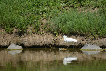 Snowy egret bird wading at lake edge with lush springtime green vegetation on lake shore