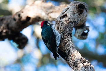 woodpecker on a tree