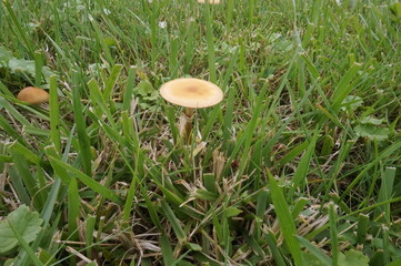 Little Beige Mushrooms in Green Grass