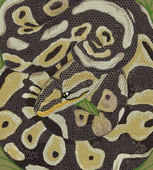 texture background snake skin python