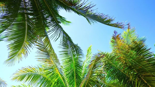 Bottom view of coconut palm tree in sunny summer day Bottom view shoot of palm trees with coconuts in the tropical Good weather day in the phuket island