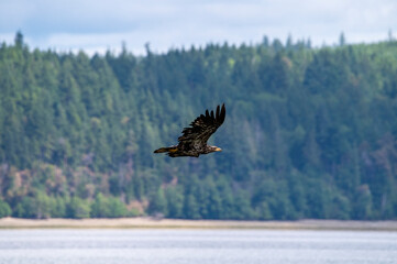 Juvenile bald eagle flying low over a water inlet