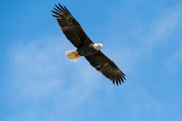 Adult bald eagle against a brilliant blue sky