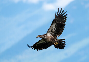 Juvenile bald eagle flying against a blue sky