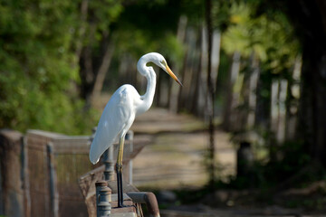 great white heron ardea cinerea