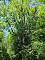 Fototapeta na wymiar Tall Tree In the Forest