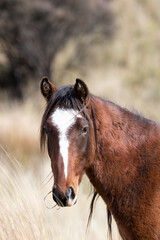 Kaimanawa Wild Horses head study