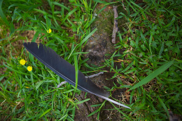 芝生に落ちたカラスの羽
