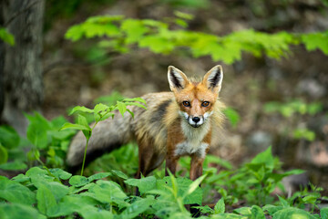 Red Fox Photo. Fox Image.  Close-up profile view in the forest with foliage and looking at camera in its environment and habitat. Picture. Portrait.