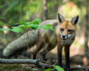 Red Fox Photo. Fox Image.  Close-up profile view in the forest with foliage and looking at camera...